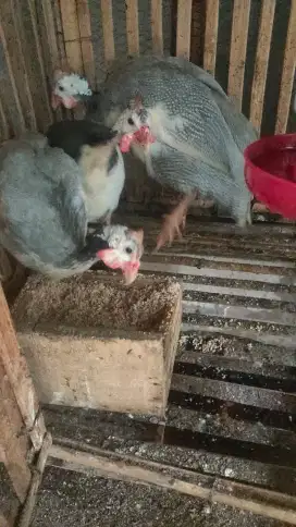 Ayam Mutiara 2jantan 1 betina