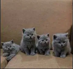 Kucing BSH Adopsi