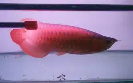 Arwana sr uk 45 cm .