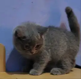 Kitten british short hair(bsh) female