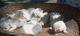 Kitten peaknose betina dan jantan