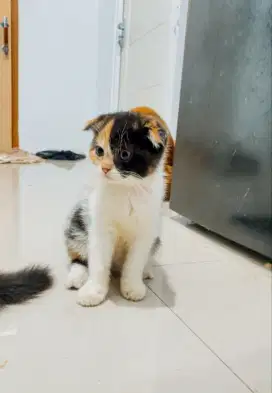 Kitten sf umr 3 bulan