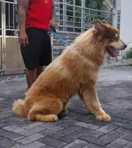 Alaskan malamut usia 6 thn non surat2