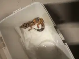 hewan gecko masih bagus mulus