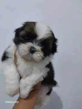 Anjing Shitzu mini lucu gemes jantan