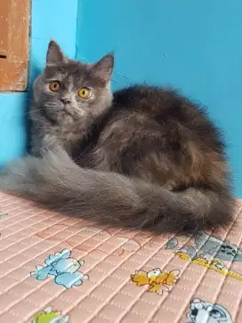 open adopt kucing persia mix mainecoon