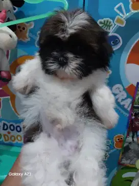 Anjing Shitzu mini jantan gemess