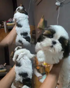 2 jantan. 1 betina pure SHIHTZU