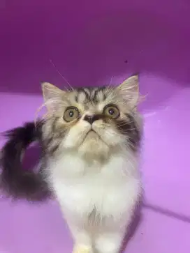 Kucing persia peaknose pesek bulu panjang