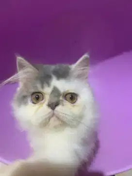 Kucing persia peaknose bulu panjang