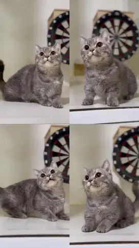 Lepas Adop Bsh Munchkin Golden Tabby Betina Proven Birahi