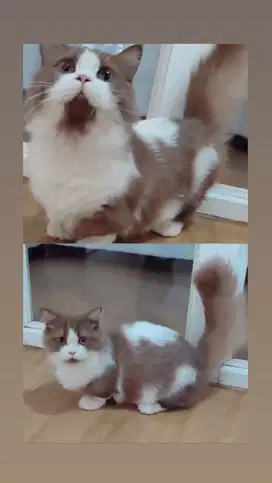 British Long Hair Blh Munchkin Betina Bico Cinnamon 5 bln