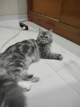 Scottish Straight Jantan Istimewa