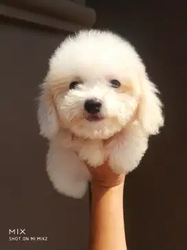 Male Party Poodle White Gold