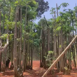 Pohon pelindung Pule gruping
