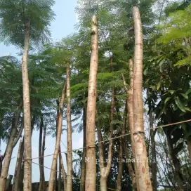 Pohon pelindung pelamboyan - pohon peneduh