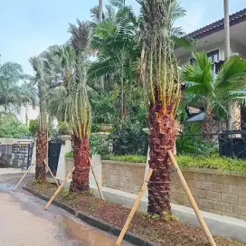Pohon kurma azwa