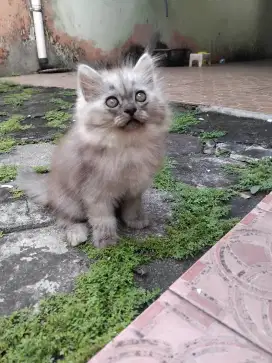 Kucing persia jantan dan induknya