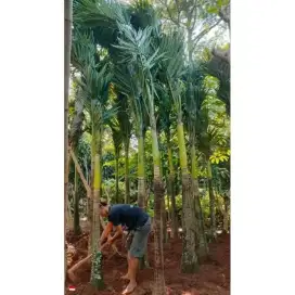 Pohon palm putri ukuran 3 meter - pohon pelindung