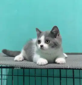 BSH BRITISH SHORTHAIR BICOLOR JANTAN