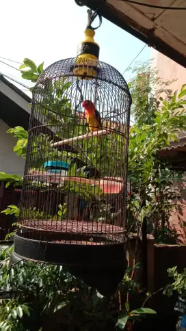 Burung love bird warna biola jos fullset