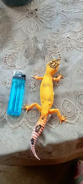 Gecko lemon frost