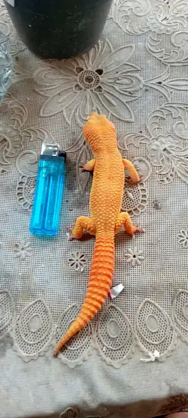 Sepasang gecko produksi