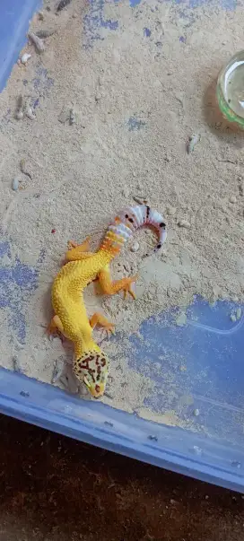 Gecko lemonfrost