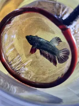 Ikan cupang AVC 1pair