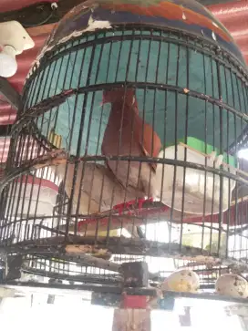 Dijual Burung Merpati Coklat Jambul & Burung Puter