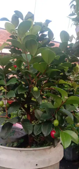 Pohon Buah Cherry