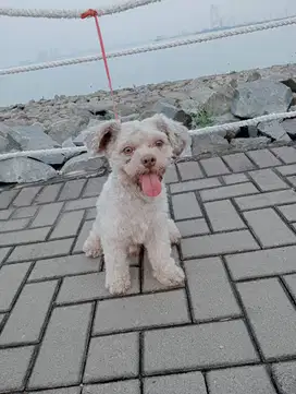 DIJUAL ANJING SHITZU