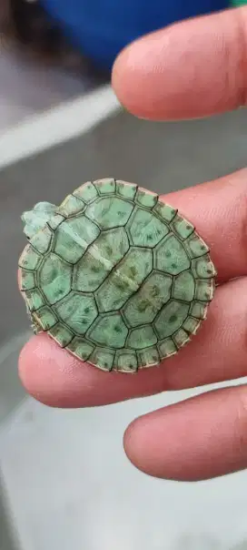 Kura Brazil hybrid yellow