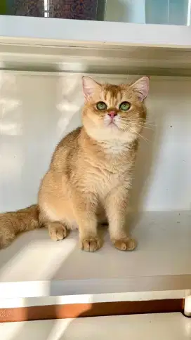 Kitten British Shorthair BSH Jantan Golden NY11