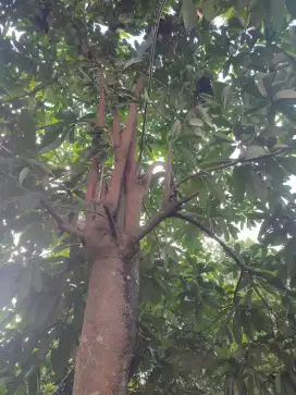 Pohon pule bonus