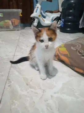PERSIA CALICO JANTAN