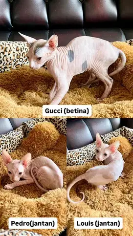 KITTEN SPHYNX LINE PED