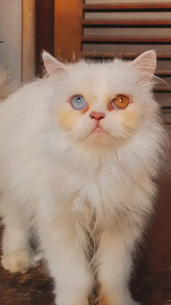Kucing Langka Kitten ODD EYE Flatnose