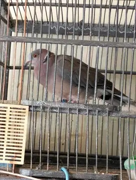 Puter Geni - Jantan