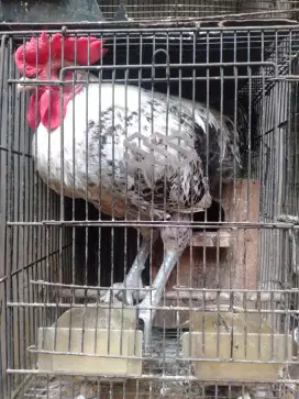 Ayam Arab Pejantan