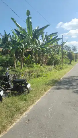 Disewakan tanah murah di jl palagan km 14 barat pabrik garmen Balong