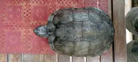 kura kura Brazil dewasa