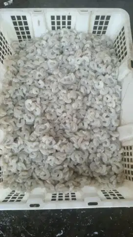 Supply seafood Udang kupas fresh