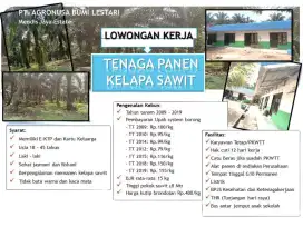 Lowongan kerja perkebunan kelapa sawit