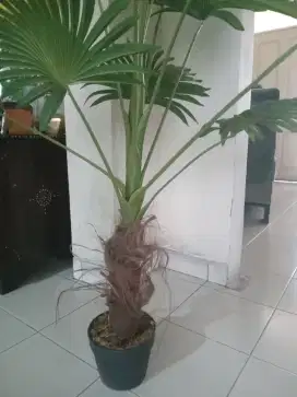 Tanaman palem kipas