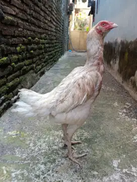 Ayam betina brewok jenis bangkok