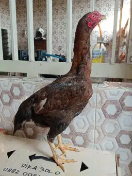 Ayam betina koytrad body big