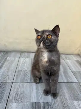 Kucing Kitten Peaknose Exo Shorthair Blue Tortie 5 Bulan Betina