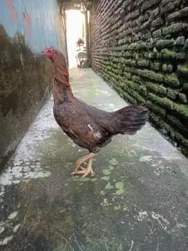 Ayam betina koytrad