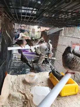 Perkutut Bangkok p3si